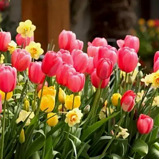 Mevsimlik Bitki Üretimi