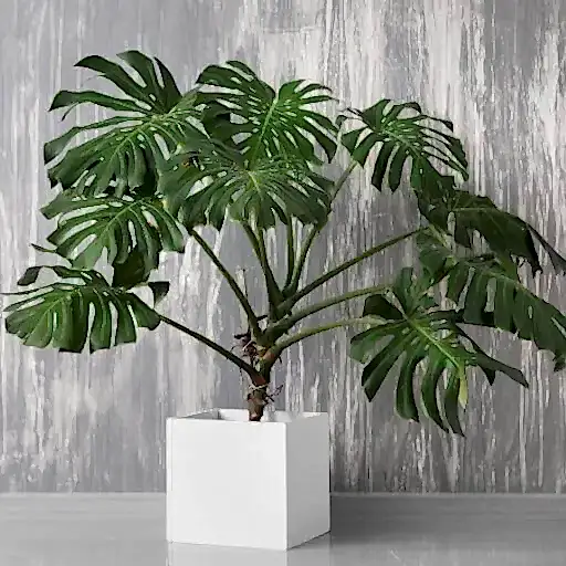 Restaurant Saksısı