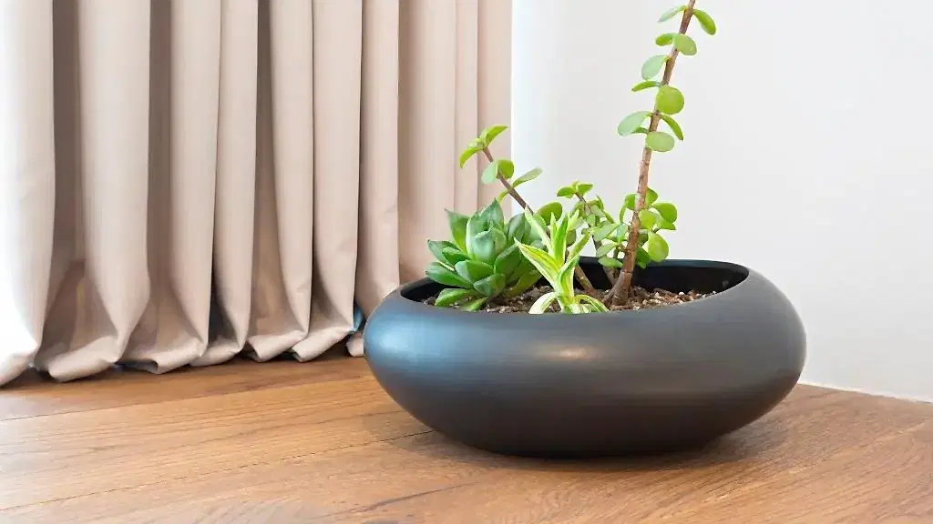 Otel Odası Bitkileri